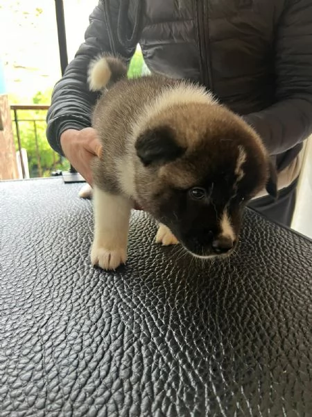 AKITA AMERICANO  | Foto 4