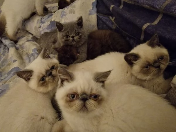 Bellissimi e coccoloni cuccioli di Exotic Shorthair  | Foto 2