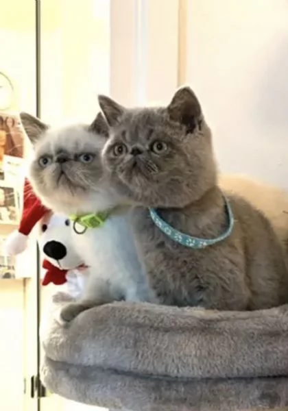 Bellissimi e coccoloni cuccioli di Exotic Shorthair  | Foto 1