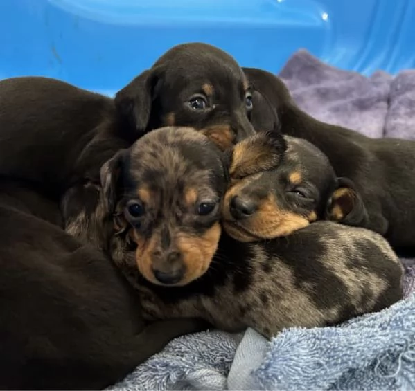 Miniature di cuccioli di bassotto di razza pura | Foto 3