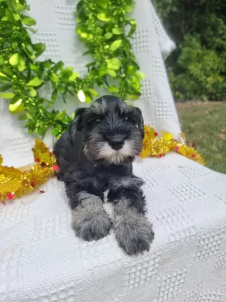 Cuccioli di Schnauzer nano