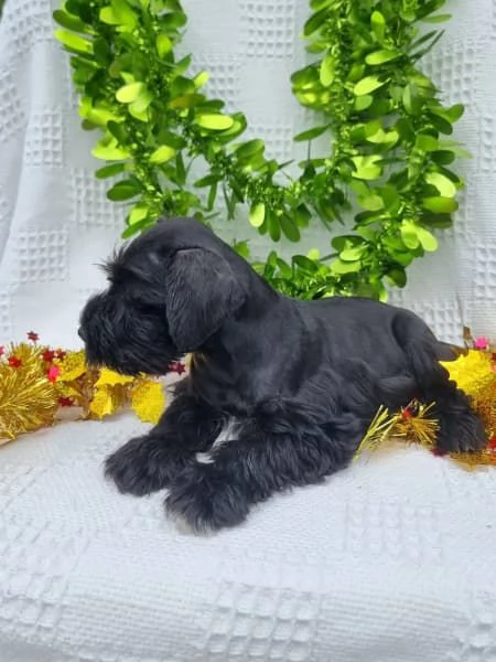 Cuccioli di Schnauzer nano | Foto 3