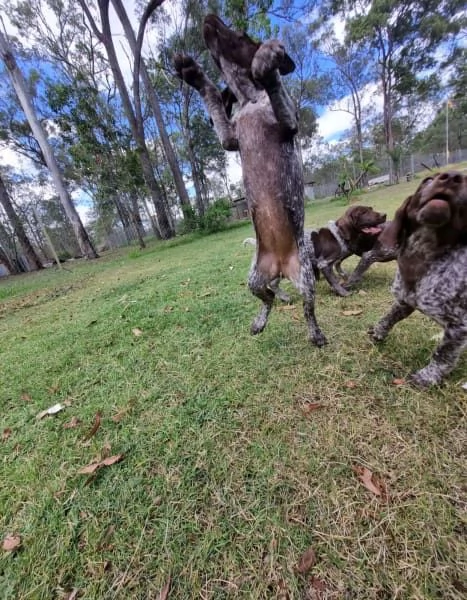 Bellissimi cuccioli di Pointer tedesco a pelo corto | Foto 1