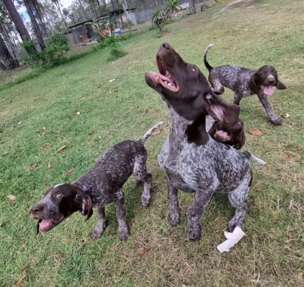 Bellissimi cuccioli di Pointer tedesco a pelo corto