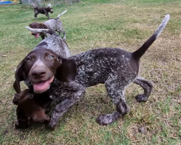 Bellissimi cuccioli di Pointer tedesco a pelo corto | Foto 0