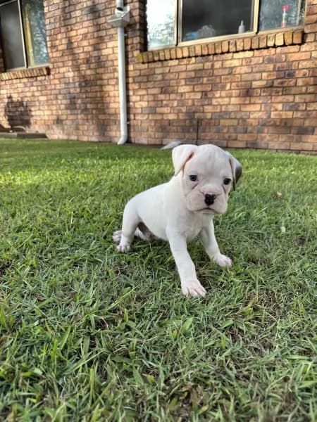 Cuccioli di boxer di razza | Foto 2