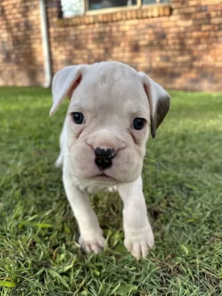 Cuccioli di boxer di razza | Foto 1