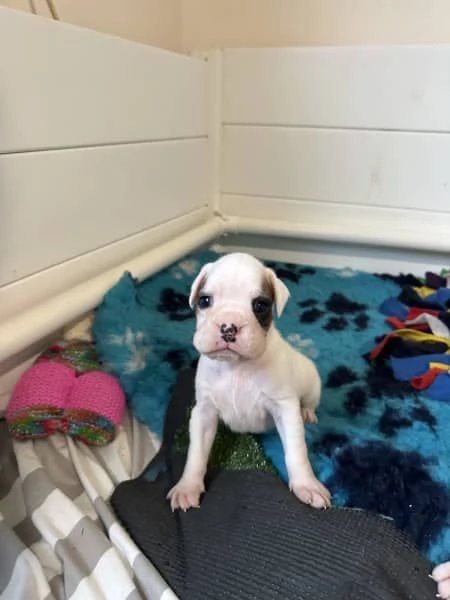 Cuccioli di boxer di razza | Foto 0