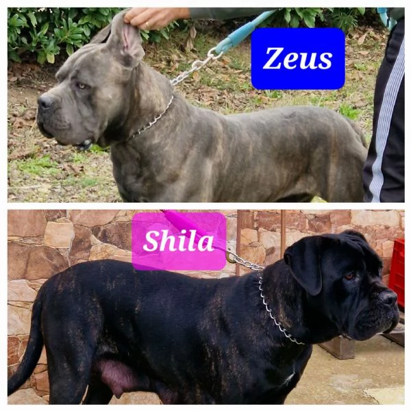 Cane Corso | Foto 0