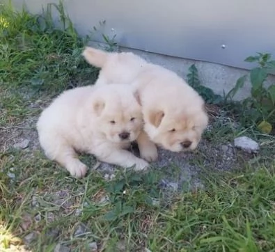 cuccioli di chow chow