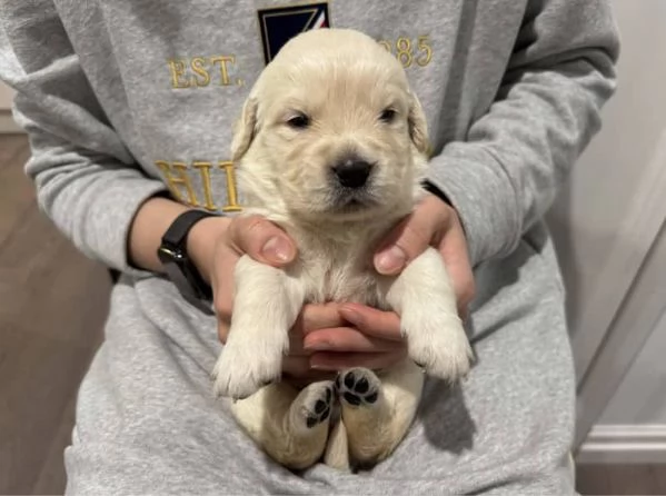 Cuccioli di razza Golden Retriever