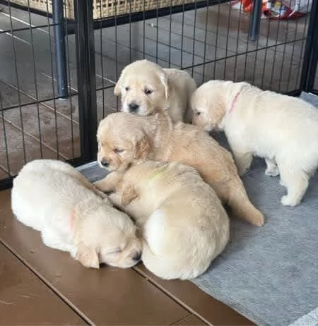 Cuccioli di razza Golden Retriever | Foto 1