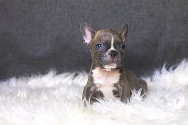 Cuccioli di Bulldog Francese pronti subito!!  | Foto 0