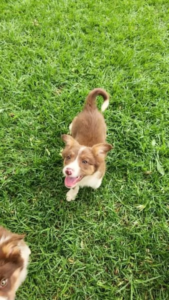 Cuccioli di border collie | Foto 6