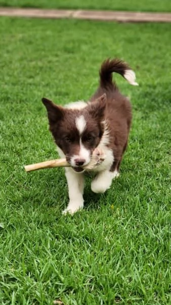 Cuccioli di border collie