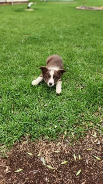 Cuccioli di border collie | Foto 5