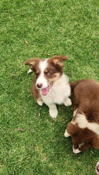 Cuccioli di border collie | Foto 4