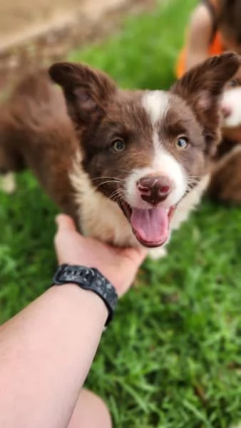 Cuccioli di border collie | Foto 3