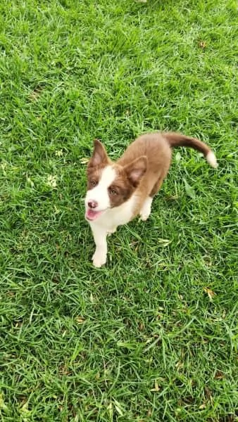 Cuccioli di border collie | Foto 2