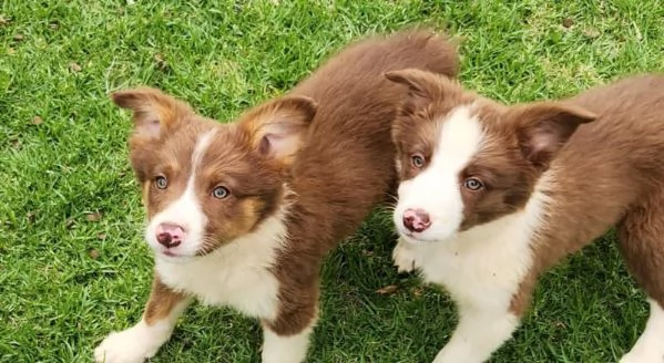 Cuccioli di border collie | Foto 1