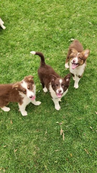 Cuccioli di border collie | Foto 0