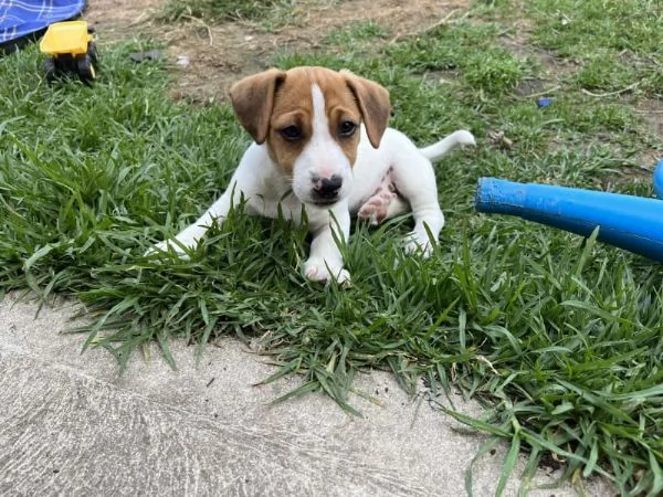 Bellissimi cuccioli di jack russell | Foto 6