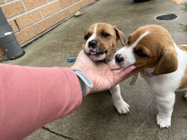 Bellissimi cuccioli di jack russell | Foto 5