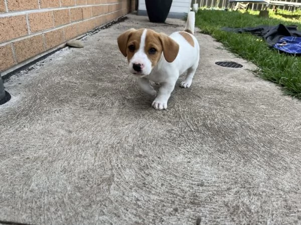 Bellissimi cuccioli di jack russell | Foto 4