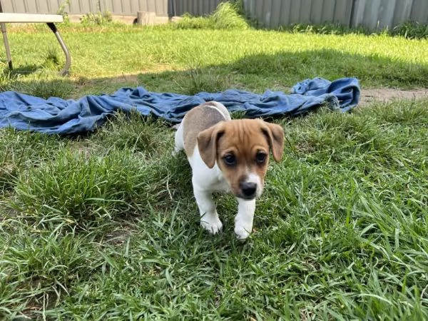 Bellissimi cuccioli di jack russell | Foto 2