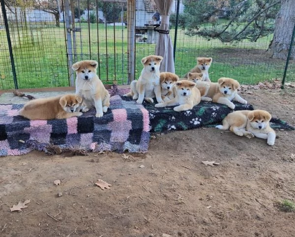 Cuccioli di Akita - Lombardia  | Foto 3