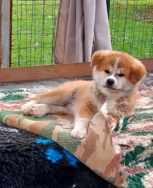 Cuccioli di Akita - Lombardia  | Foto 2