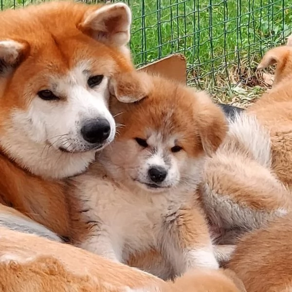 Cuccioli di Akita - Lombardia  | Foto 1