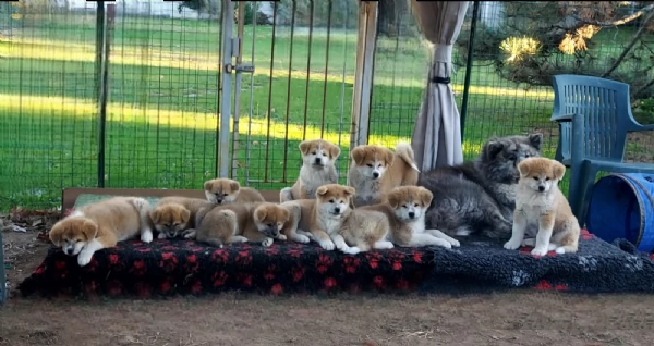 Cuccioli di Akita - Lombardia  | Foto 0