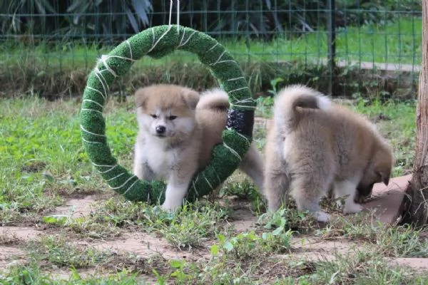 CUCCIOLI AKITA DISPONIBILI - Lombardia | Foto 6