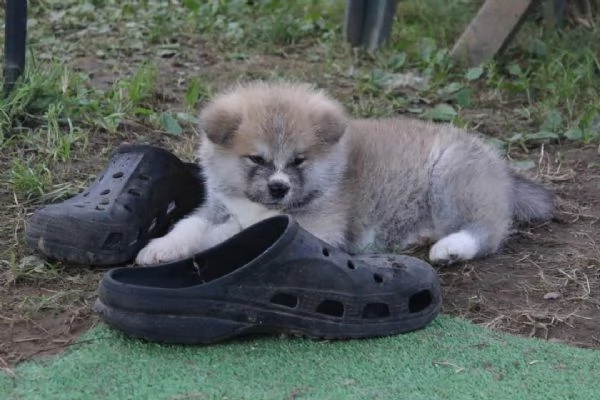 CUCCIOLI AKITA DISPONIBILI - Lombardia | Foto 5