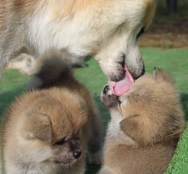 CUCCIOLI AKITA DISPONIBILI - Lombardia | Foto 4