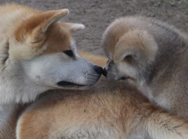 CUCCIOLI AKITA DISPONIBILI - Lombardia | Foto 3