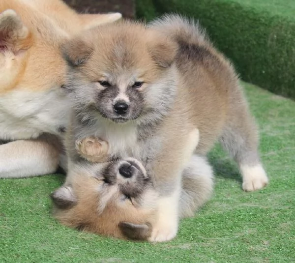 CUCCIOLI AKITA DISPONIBILI - Lombardia | Foto 2