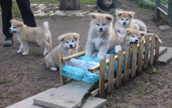 CUCCIOLI AKITA DISPONIBILI - Lombardia | Foto 1