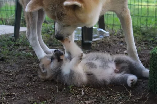 CUCCIOLI AKITA DISPONIBILI - Lombardia | Foto 0