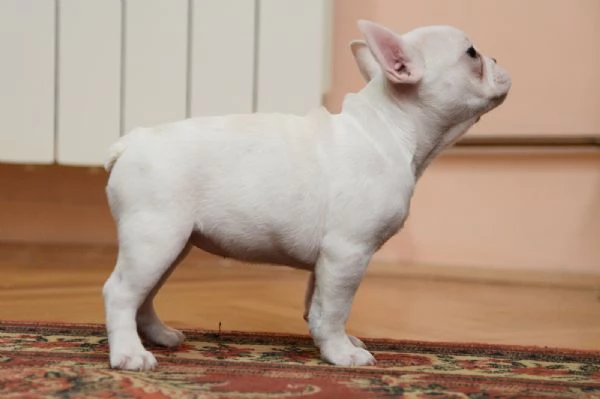 Bulldog francese Cuccioli ESOTICI in vendita | Foto 2