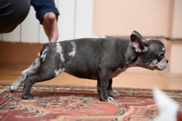 Bulldog francese Cuccioli ESOTICI in vendita