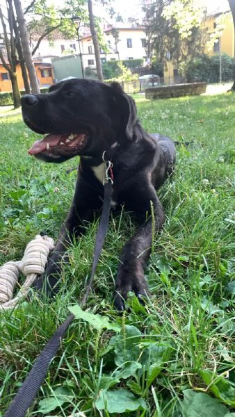 Cane Corso in regalo | Foto 5