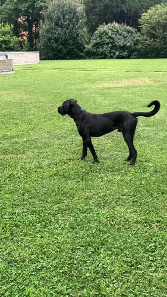 Cane Corso in regalo