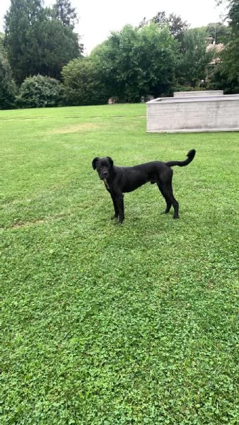 Cane Corso in regalo | Foto 2