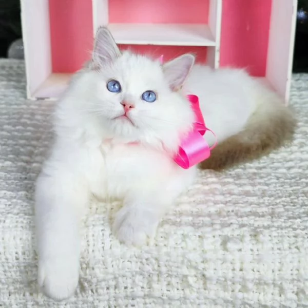 Bellissimi e dolcissimi cuccioli di Ragdoll !!