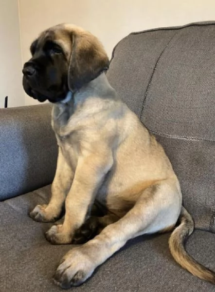 Cuccioli di mastino inglese - allevati amorevolmente dalle famiglie | Foto 0