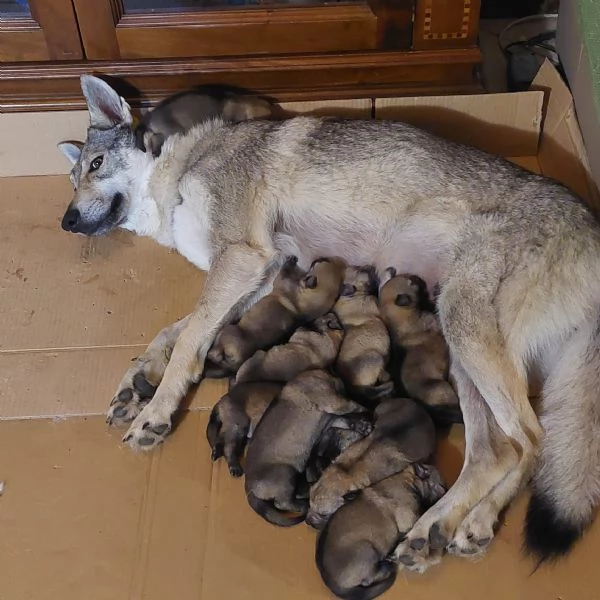 cuccioli lupo cecoslovacco | Foto 3