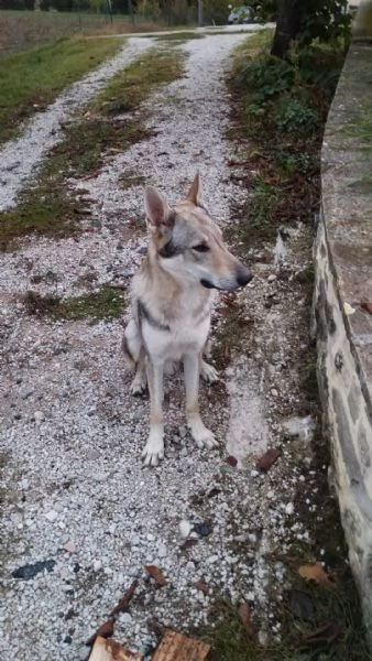 cuccioli lupo cecoslovacco | Foto 1