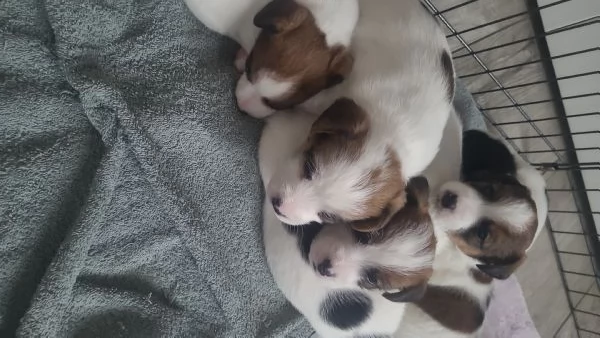 Cuccioli di Jack Russel broken e ruvidi | Foto 0